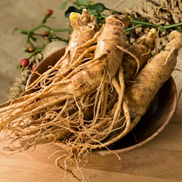 Extrait de Panax Ginseng