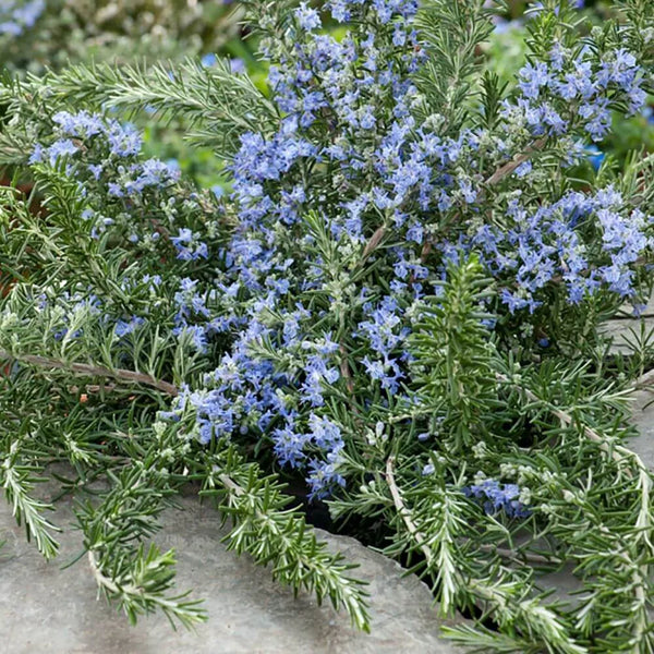 Huile de feuille de Romarin