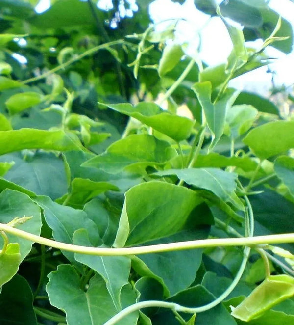 Extrait de Polygonum Multiflorum